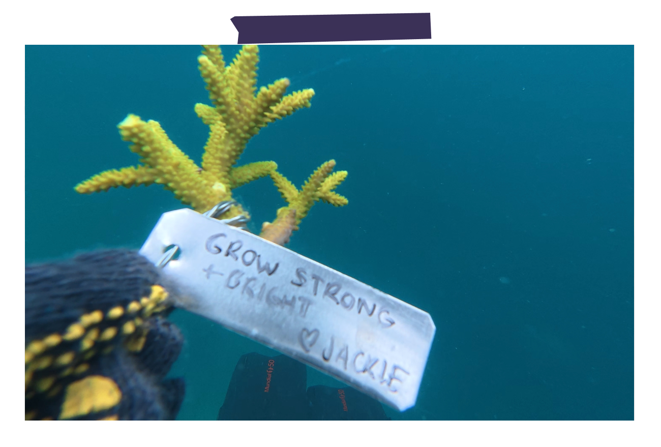 Coral Planting Metamorfosa